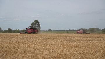 Mass grain harvesting started in Belarus