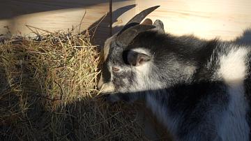 A living nativity scene appeared in Grodno