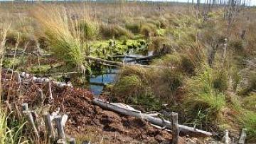 Marsh restoration in the Belovezha Forest