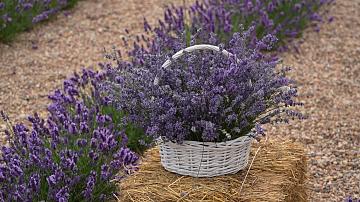 Botanical Garden invites residents and guests of Minsk to take a tour of the lavender exhibition