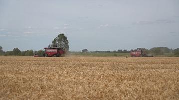 Mass grain harvesting started in Belarus