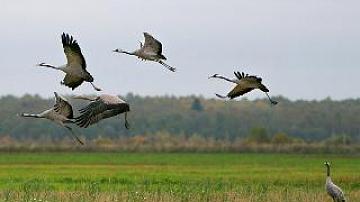 Cranes coming back to Belarus from south
