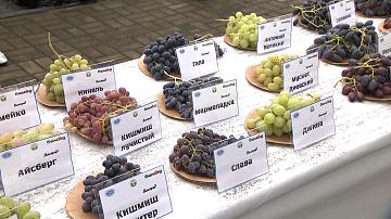The national holiday "Grape Day" was held in Samokhvalovichi