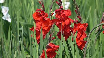 Gladiolus bloom season in the Central Botanical Garden of the National Academy of Sciences of Belarus