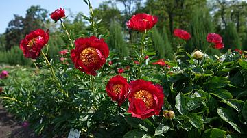 Peony blooming season is in full swing at the Central Botanical Garden of the National Academy of Sciences of Belarus