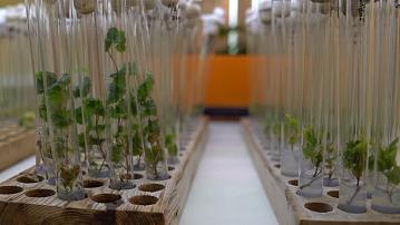 Belarusian scientists and breeders have developed 6 varieties of black cumin