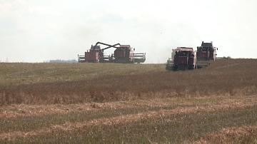Rapeseed harvesting has begun