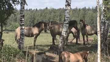 Тарпаны в Налибокской пуще