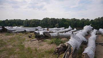 A relict oak grove has been found in the Sozh River