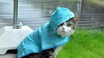 July in Belarus starting with showers