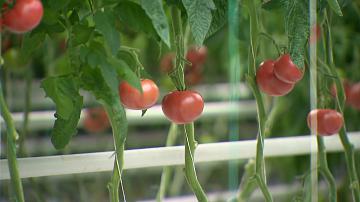 Artificial intelligence helps Belarusian farmers 