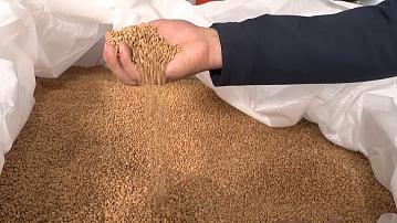 Belarusian scientists have developed a new variety of spring wheat