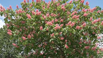 Red chestnuts have blossomed in Grodno
