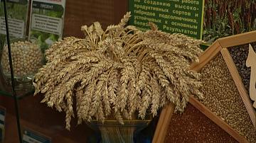 Новые сорта пшеницы представили белорусские учёные
