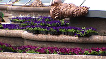 More than 1 mln flowers will appear on the streets of Minsk in 2025