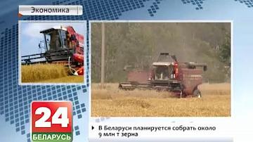 У Беларусі плануецца сабраць каля 9 млн. т збожжа