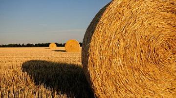 Belarusian farmers harvested more than 3.9 million tons of grain