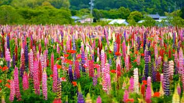 Белорусские учёные разработали котлеты и паштет из люпина