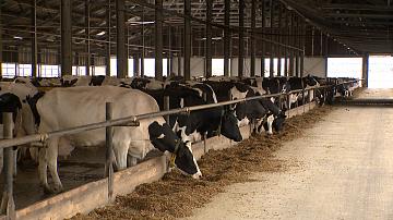 Животноводы строят планы по развитию отрасли