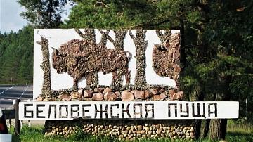 A musical section of the road will appear on the approach to Belovezhskaya Pushcha National Park