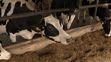 Animal breeders are making plans for the development of the industry