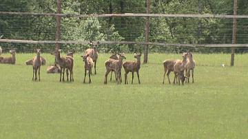 Увеличение популяции благородного оленя 