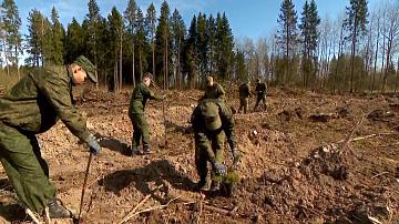Военнослужащие присоединились к акции по высадке леса
