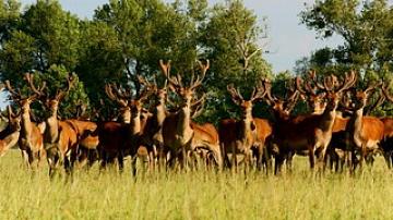 35 red deer released in Gomel region