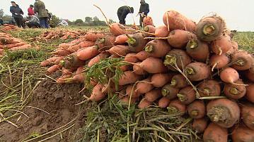 Belarusian fruit and vegetable producers are creating stabilization funds