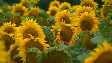 Belarusian scientists have developed a new sunflower variety