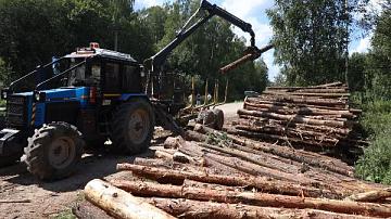 В Беларуси упростили продажу древесины населению