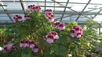 The Botanical Garden invites to the exhibition "Breath of Spring"