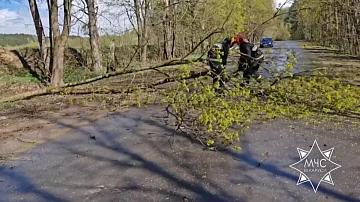 Спасатели ликвидировали последствия сильного ветра в регионах Беларуси