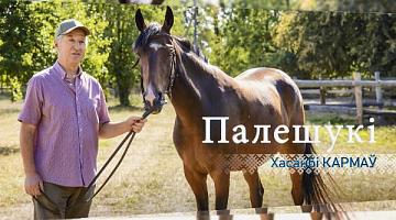 Фермер Хасанби Кармов о деревне Пески-1 и конном клубе