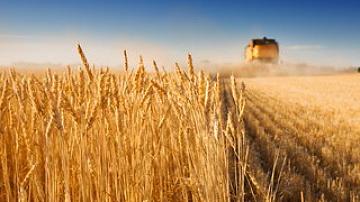 Belarusian agrarians harvested 7 million 250 thousand tons of grain