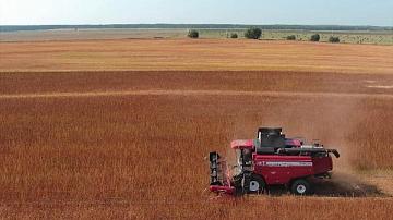 Country’s largest buckwheat field being harvested in Brest region