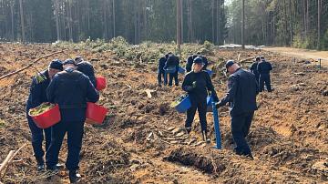 В Беларуси весной высадили 18,5 тыс. га новых лесов