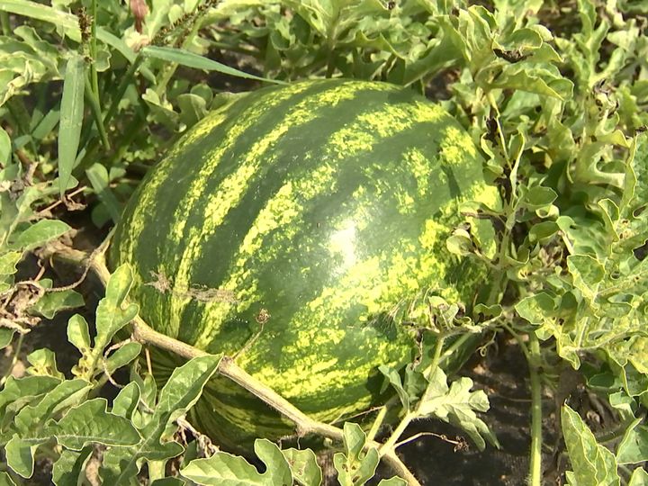Watermelons grown with environmental technology in Belarus’ southeast 