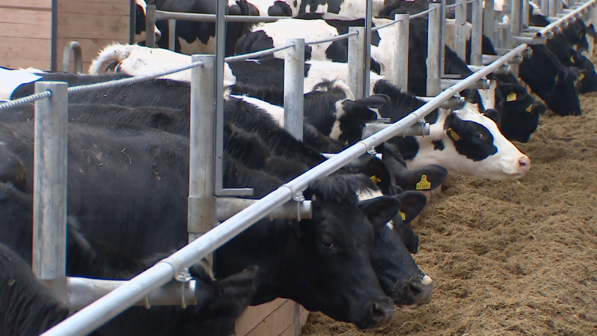 МТЗ инвестировал в молочное животноводство 